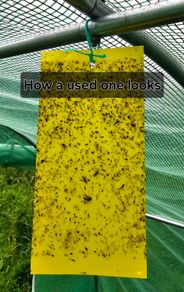 Sticky Fly Traps x10