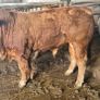 Pedigree registered limousine bulls for sale Image 2
