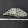 Andersen Desing Studio Pottery Harbor Seal Figurine Image 5