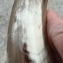 12 Inch Australian Bull Horn Bottle Opener Image 5