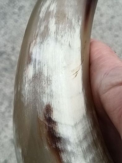 12 Inch Australian Bull Horn Bottle Opener