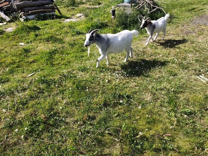 pygmy goats
