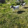 pygmy goats Image 3