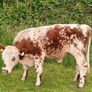 Beef cattle for sale Image 3