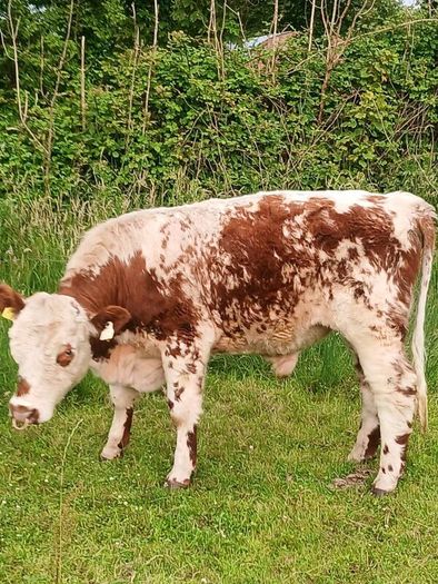 Beef cattle for sale