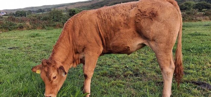 Pedigree Registered Limousin Heifers
