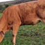Pedigree Registered Limousin Heifers Image 2