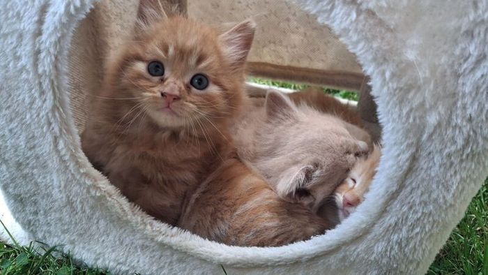 kitten