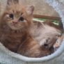 kitten Image 2