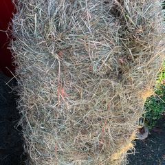 Square Bales of Hay