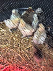 Chickens