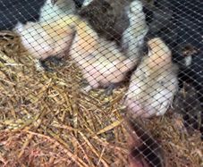 Chickens
