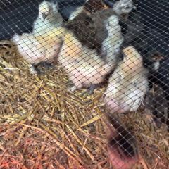Chickens