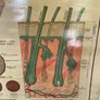 Vintage Poster Anatomical Wall Chart 1940s Image 8