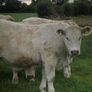 Bullocks Image 6
