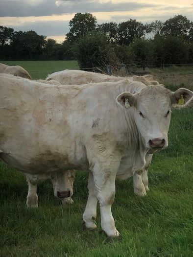 Bullocks