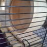 Famster, Guinea pig, Rat cage plus accesories Image 4