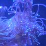 coral Image 3