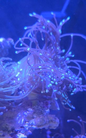 coral