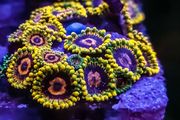 Mind Trick Zoa
