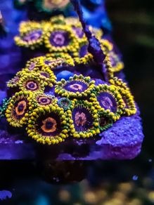 Mind Trick Zoa