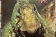 Ireland's Marine Wildlife: A World Of Beauty, Ed. Matt &amp; Susan Murphy