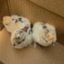day old silkie chicks Image 2