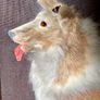 Vintage Late Mid Century Unique Real Fur Collie Dog Framed Wall Art Rustic Decor Image 6