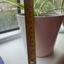 plant Image 2