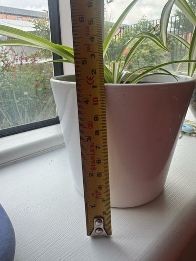 plant