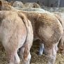 Charolais Bullock Weanling Calves Image 5