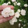 Rose Image 3