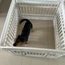 Dog Pen Image 3