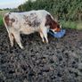 Livestock Image 7