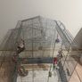 Birds cage Image 2