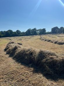 Hay