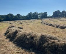 Hay