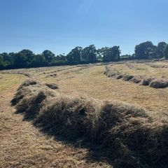Hay