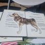 Three Pet Love dog breed guides. Image 6