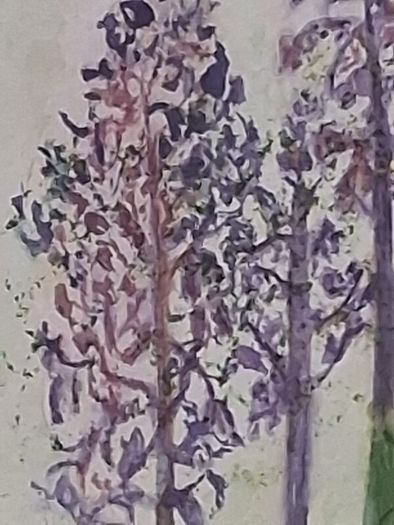Framed Floral Watercolour