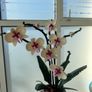 lego orchid Image 2