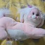 Puppy Suprise 1991 Mother Dog and 4 Puppies Complete HTF Hasbro Same Era as MLP G1 My Little Pony HTF Image 2