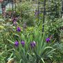 Bearded iris Image 2