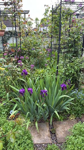 Bearded iris