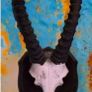 Vintage Taxidermy Springbok Antelope Horns & Skull Image 6
