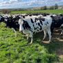 Incalf heifers Image 7