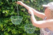 hanging baskets