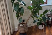 Rubber Fig Plant