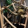 Reptile Enclosure Image 2