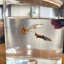 Fish tank Image 5